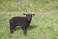 Cute newborn black lamb, looking up friendly, standing in a green meadow