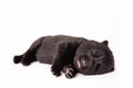 cute newborn black shepherd puppy sleeping on white background Royalty Free Stock Photo