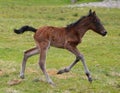 Cute newborn brown foal running in a field - baby horse