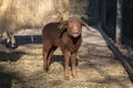 Cute newborn brown lamb, total view, easter, standing on straw at a farm