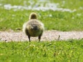 Cute newborn chick of a Canada goose on a meadow Royalty Free Stock Photo