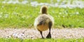 Cute newborn chick of a Canada goose on a meadow Royalty Free Stock Photo