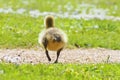 Cute newborn chick of a Canada goose on a meadow Royalty Free Stock Photo