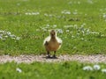 Cute newborn chick of a Canada goose on a meadow Royalty Free Stock Photo