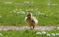 Cute newborn chick of a Canada goose on a meadow Royalty Free Stock Photo