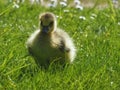 Cute newborn chick of a Canada goose on a meadow Royalty Free Stock Photo