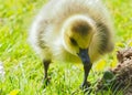 Cute newborn chick of a Canada goose on a meadow Royalty Free Stock Photo