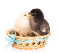 Cute newborn chickens Royalty Free Stock Photo