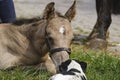 Cute newborn colt lying in grass on a spring day. head shot. Woman next to the stallion foal, yellow dun color.Dog in front of the Royalty Free Stock Photo