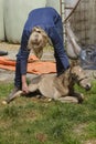 Cute newborn colt lying in grass on a spring day. Woman holding the stallion foal