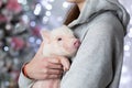 Cute newborn cub of mini pig Royalty Free Stock Photo