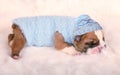 Cute newborn English bulldog puppy sleeping on a fur carpet Royalty Free Stock Photo