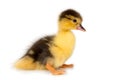 Cute newborn fluffy duckling, Anas platyrhynchos, isolated on a white background Royalty Free Stock Photo