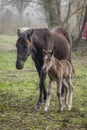 Cute newborn foal walking next to its mother in a foggy autumn morning Royalty Free Stock Photo