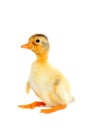 Cute newborn funny duck