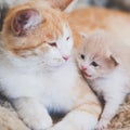 Cute newborn kitten and cat enjoy each other`s company together. Communication of cats lying in an embrace on the bed