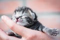 Cute newborn kitten with closed eyes in the hand of a man Royalty Free Stock Photo