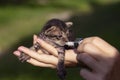 Cute newborn kitten fed with dropper on woman hands. Feeding kitty without mother. Domestic pet baby nursing.