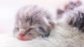 Cute newborn kitten sleeping, baby animal sleep, fifth day of life, closeup face portrait