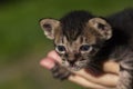 Cute newborn kitten on woman hands. Little kitty with blue eyes and small ears. Curious cat baby on hands. Royalty Free Stock Photo