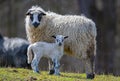 Cute newborn lamb Royalty Free Stock Photo
