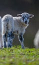 Cute newborn lamb Royalty Free Stock Photo