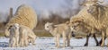 newborn lambs on a farm - close up - early spring Royalty Free Stock Photo