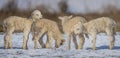 newborn lambs on a farm - close up - early spring Royalty Free Stock Photo