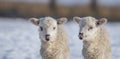 newborn lambs on a farm - close up - early spring Royalty Free Stock Photo