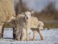 Newborn lambs on a farm - close up - early spring Royalty Free Stock Photo