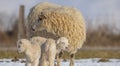 Newborn lambs on a farm - close up - early spring Royalty Free Stock Photo