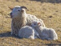 Cute newborn lambs on a farm Royalty Free Stock Photo