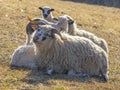 cute newborn lambs on a farm Royalty Free Stock Photo