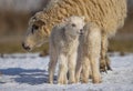 Newborn lambs on a farm - close up - early spring Royalty Free Stock Photo