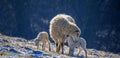 newborn lambs on a farm - close up - early spring Royalty Free Stock Photo