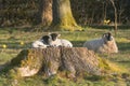 Cute newborn lambs in spring sunshine with daffodils in British countryside Royalty Free Stock Photo