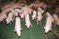 Cute newborn piglets living on an industrial animal farm Royalty Free Stock Photo