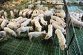 View from above of a breeding pig farm inside Royalty Free Stock Photo