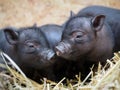 Cute newborn piglets. Vietnamese pot-bellied pigs