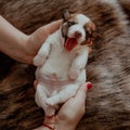 Cute newborn puppy jack russell terrier on hands yawn