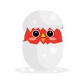 Cute newborn red bird character, funny nestling in egg cartoon Illustration
