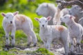 Cute newborn Spring lamb lambs on a farm Royalty Free Stock Photo