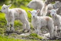 Cute newborn Spring lambs on a farm Royalty Free Stock Photo