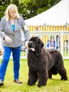 Cute Newfoundland dog slobbering. Royalty Free Stock Photo