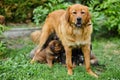 Cute Newfoundland puppies sucking breast with milk from his mothers Royalty Free Stock Photo