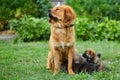 Cute Newfoundland puppies sucking breast with milk from his mothers Royalty Free Stock Photo