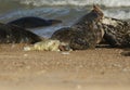 A cute newly born Grey Seal Pup, Halichoerus grypus, lying on the beach. Its mother can be seen in the background biting a seal. Royalty Free Stock Photo