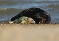 A cute newly born Grey Seal pup, Halichoerus grypus, lying on the beach near its resting mother. Royalty Free Stock Photo