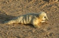 A cute newly born Grey Seal pup Halichoerus grypus lying on the beach on a sunny day at Horsey, Norfolk, UK. Royalty Free Stock Photo