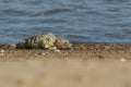 A cute newly born Grey Seal Pup, Halichoerus grypus, lying on the beach. Royalty Free Stock Photo
